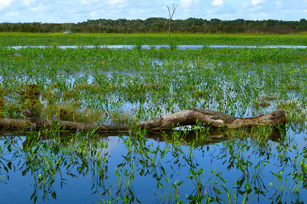 GRU > Sweetwater Wetlands Park